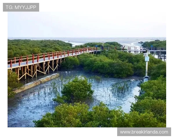 红树林娱乐：打造绿色生态娱乐新体验，让游客在自然中放松身心，享受自然之美